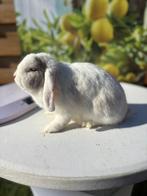 Superlief voedstertje🩷, Vrouwelijk, Dwerg