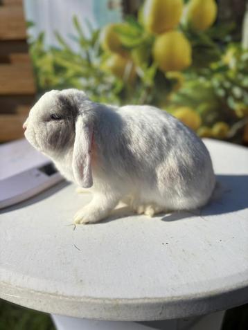 Superlief voedstertje🩷 beschikbaar voor biedingen