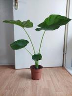 Alocasia Wentii - Olifantsoor H: 73 cm., Huis en Inrichting, Kamerplanten, Ophalen, Overige soorten, Halfschaduw, Minder dan 100 cm