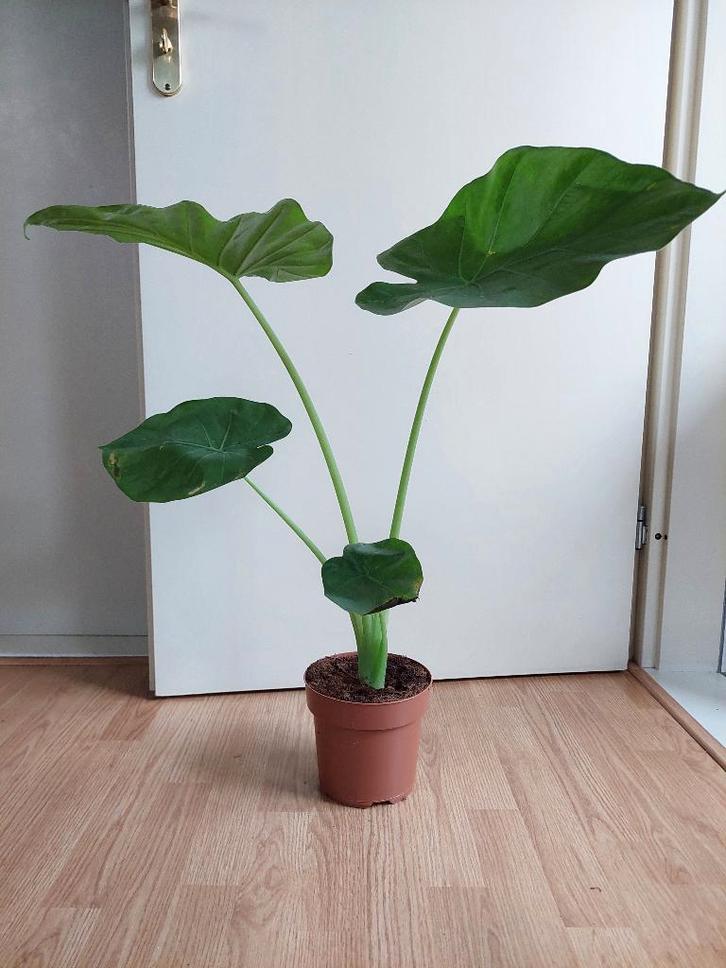 Alocasia Wentii - Olifantsoor H: 73 cm., Huis en Inrichting, Kamerplanten, Overige soorten, Minder dan 100 cm, Groene kamerplant