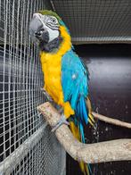Te koop 0-1 bewezen kweek pop blauw gele ara 2016 geringd, Dieren en Toebehoren, Vogels | Parkieten en Papegaaien, Vrouwelijk