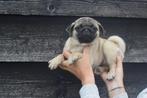 Mopshond pup laatste uit nstje, Rabiës (hondsdolheid), 15 weken tot 1 jaar, Buitenland, Eén hond