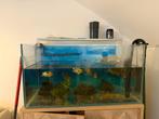 Aquarium, Dieren en Toebehoren, Vissen | Aquariumvissen, Vis