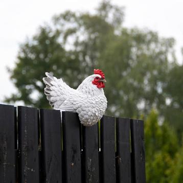 Kip tuinbeeld schuttingkip beschikbaar voor biedingen
