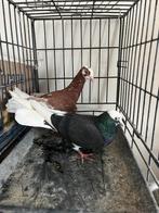 Donek, Dieren en Toebehoren