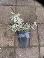 Tk vlinderstruiken, groot en klein, biologisch gekweekt, Ophalen, Vlinderstruik, Struik