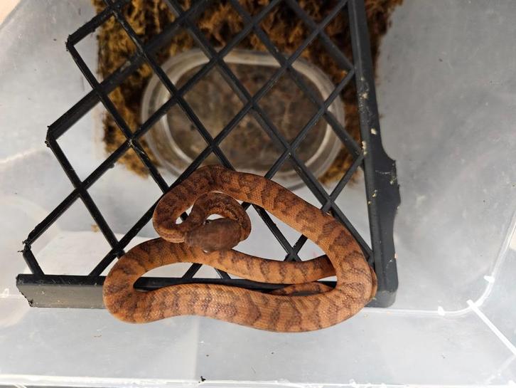 Chilabothrus Inornatus Puerto Ricaan regenboog boa, Dieren en Toebehoren, Reptielen en Amfibieën, Slang, 0 tot 2 jaar