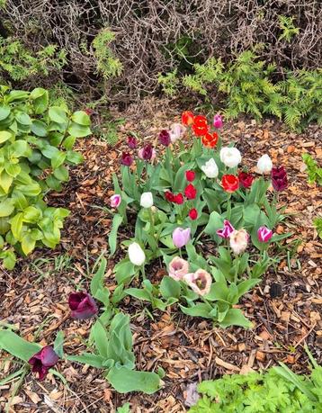 Biologische tulpenbollen gemengd 10 stuks voor 5 euro beschikbaar voor biedingen