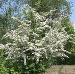 **GOEDKOOP** Crataegus laevigata, Tweestijlige Meidoorn, Ophalen of Verzenden, Overige soorten, Struik, Minder dan 100 cm