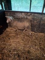 Fries melkschaap ram, Dieren en Toebehoren, Schapen, Geiten en Varkens, Mannelijk, Schaap