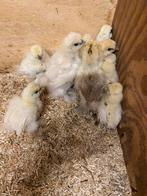 Kuikentjes USA Zijdehoen 10x KOOPJE, Dieren en Toebehoren, Pluimvee, Geslacht onbekend, Kip