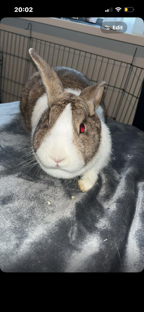 Konijntje, Dieren en Toebehoren, Konijnen, Dwerg, Mannelijk