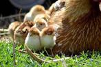Goedkoop kippen kuikjes op aanvraag, Dieren en Toebehoren, Pluimvee, Geslacht onbekend, Kip