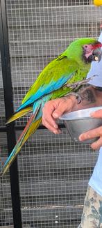 Soldaat ara, Ara militaris. Militair ara pop, Dieren en Toebehoren, Meerdere dieren, Papegaai, Geringd