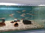 Cyprichromis Leptosoma Jumbo Tricolor Tanganyika Cichliden, Dieren en Toebehoren, Vissen | Aquariumvissen, Vis, Zoetwatervis, Schoolvis