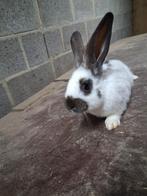 Jonge lotharinger voedsters, Vrouwelijk, Groot, 0 tot 2 jaar