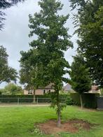Liqudambar Amberboom mooie grote boom, Ophalen of Verzenden, 400 cm of meer