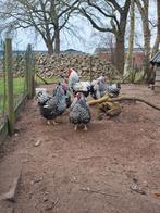 GEZOCHT Wyandotte haan (groot soort), Mannelijk, Kip