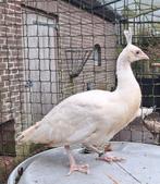 Witte pauwen te koop, Dieren en Toebehoren, Meerdere dieren, Overige soorten