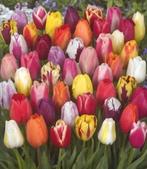 200 tulpen naar keus bij van Oers Tulips., Eén persoon, Cadeaubon