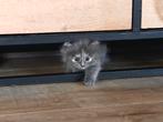 Siberische boskat/ brits korthaar, Nog 2 beschikbaar, Dieren en Toebehoren, Katten en Kittens | Raskatten | Langhaar, Meerdere dieren