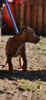 Super mooie Amerikaanse stafford, Rabiës (hondsdolheid), 8 tot 15 weken, American Staffordshire Terriër, Teef