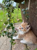 Boerderij kitten, Poes, Ontwormd, 0 tot 2 jaar