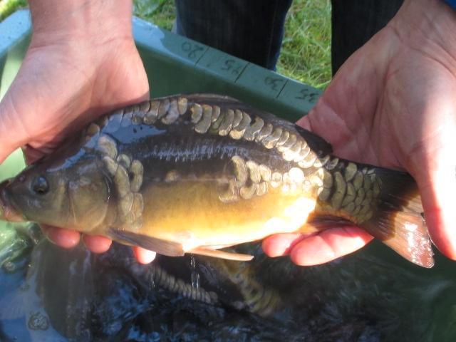 spiegelkarpers van 35/50 cm vanaf slechts 15 €/st., Dieren en Toebehoren, Vissen | Vijvervissen, Karper of Koi