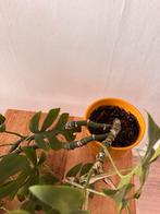 Rhaphidophora Tetrasperma (Mini Monstera)met pot, Ophalen, Vaste plant, Bloeit niet, Halfschaduw