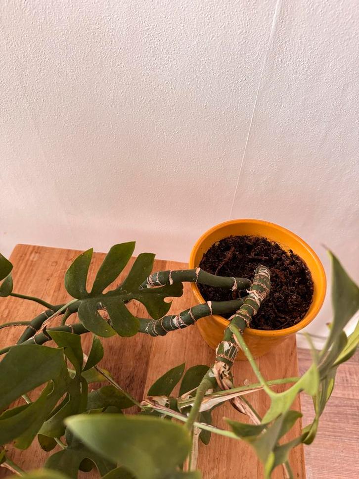 Rhaphidophora Tetrasperma (Mini Monstera)met pot, Tuin en Terras, Planten | Tuinplanten, Vaste plant, Klimplanten, Halfschaduw