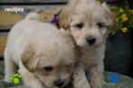 Mooie dwergkees x labradoodle pups., Nederland, Overige rassen, 8 tot 15 weken, CDV (hondenziekte)