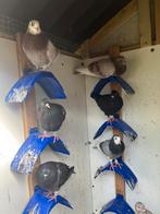 Birmingham rollers, Dieren en Toebehoren, Vogels | Duiven, Meerdere dieren, Tuimelaar of Roller