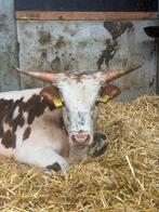 Texas longhorn stier, Mannelijk