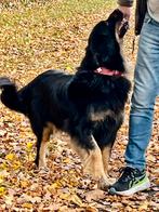 Hovawart puppy's 2025/12, Rabiës (hondsdolheid), Overige rassen, 8 tot 15 weken, Meerdere