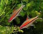 Dawkinsia denisonii – Torpedo Barbeel, Dieren en Toebehoren, Vissen | Aquariumvissen, Vis