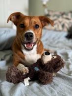 Energieke Tobi zoekt nieuw thuis, Dieren en Toebehoren, Honden | Niet-rashonden, Particulier, Rabiës (hondsdolheid), Reu, Buitenland