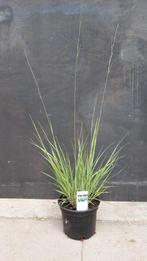 Molinia caerulea Edith Dudszus; 2 liter pot, Volle zon, Vaste plant, Zomer, Ophalen
