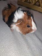 Twee lieve cavia beertjes zoeken een nieuw huisje, Dieren en Toebehoren, Cavia, Mannelijk, Juli, Tam