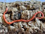 Pantherophis Guttatus Korenslang, Dieren en Toebehoren, Slang, 0 tot 2 jaar