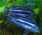 Malawi Cichliden: Melanochromis cyaneorhabdos Maingano, Vis, Zoetwatervis