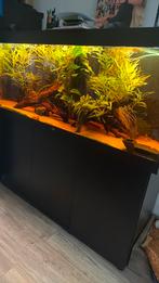 Juwel Aquarium Rio 450 151x51x66 cm zwart, Dieren en Toebehoren, Vissen | Aquaria en Toebehoren, Ophalen, Zo goed als nieuw, Gevuld zoetwateraquarium