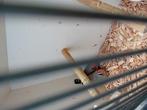 Te koop koppel wildkleur zebravinken, Dieren en Toebehoren, Vogels | Overige Vogels, Meerdere dieren, Tropenvogel