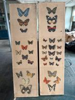Oude prenten van vlinders en vogels, Ophalen, Natuur en Biologie