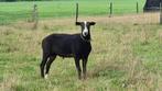 Zwartbles Ooi- en Ramlammeren, Meerdere dieren, Schaap