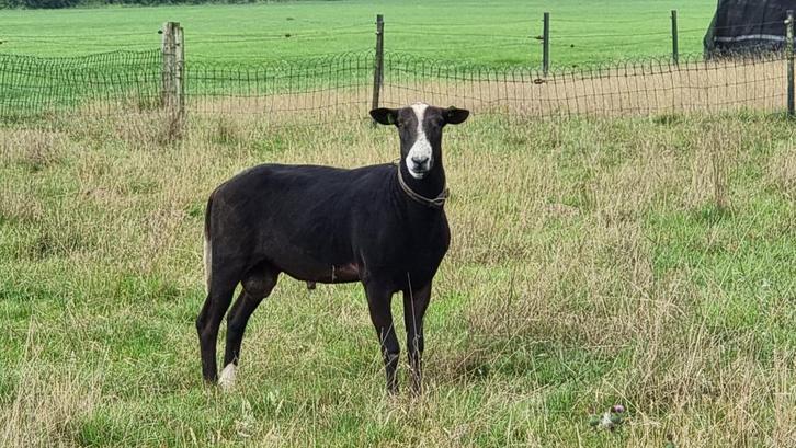 Zwartbles Ooi- en Ramlammeren, Dieren en Toebehoren, Schapen, Geiten en Varkens, Schaap, Meerdere dieren