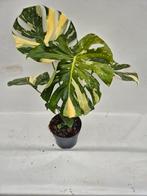 Monstera Thai Constellation, Overige soorten, In pot, Minder dan 100 cm, Groene kamerplant