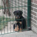 Kruising pup, Dieren en Toebehoren, België, Particulier, CDV (hondenziekte), 8 tot 15 weken