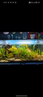 Aqaurium 200 liter, Dieren en Toebehoren, Ophalen, Leeg aquarium