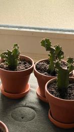 Euphorbia ingens - Cowboy Cactus, Cactus, In pot, Volle zon, Ophalen