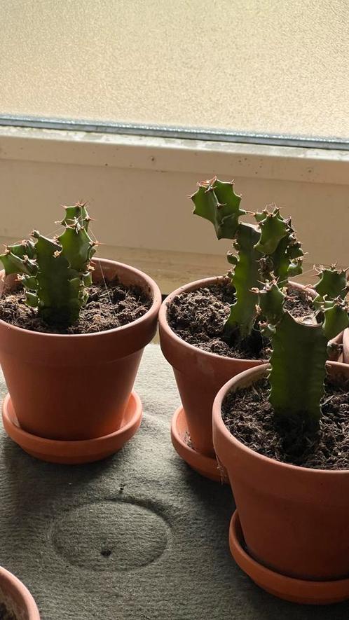 Euphorbia ingens - Cowboy Cactus, Huis en Inrichting, Kamerplanten, Cactus, Groene kamerplant, Volle zon, In pot, Ophalen